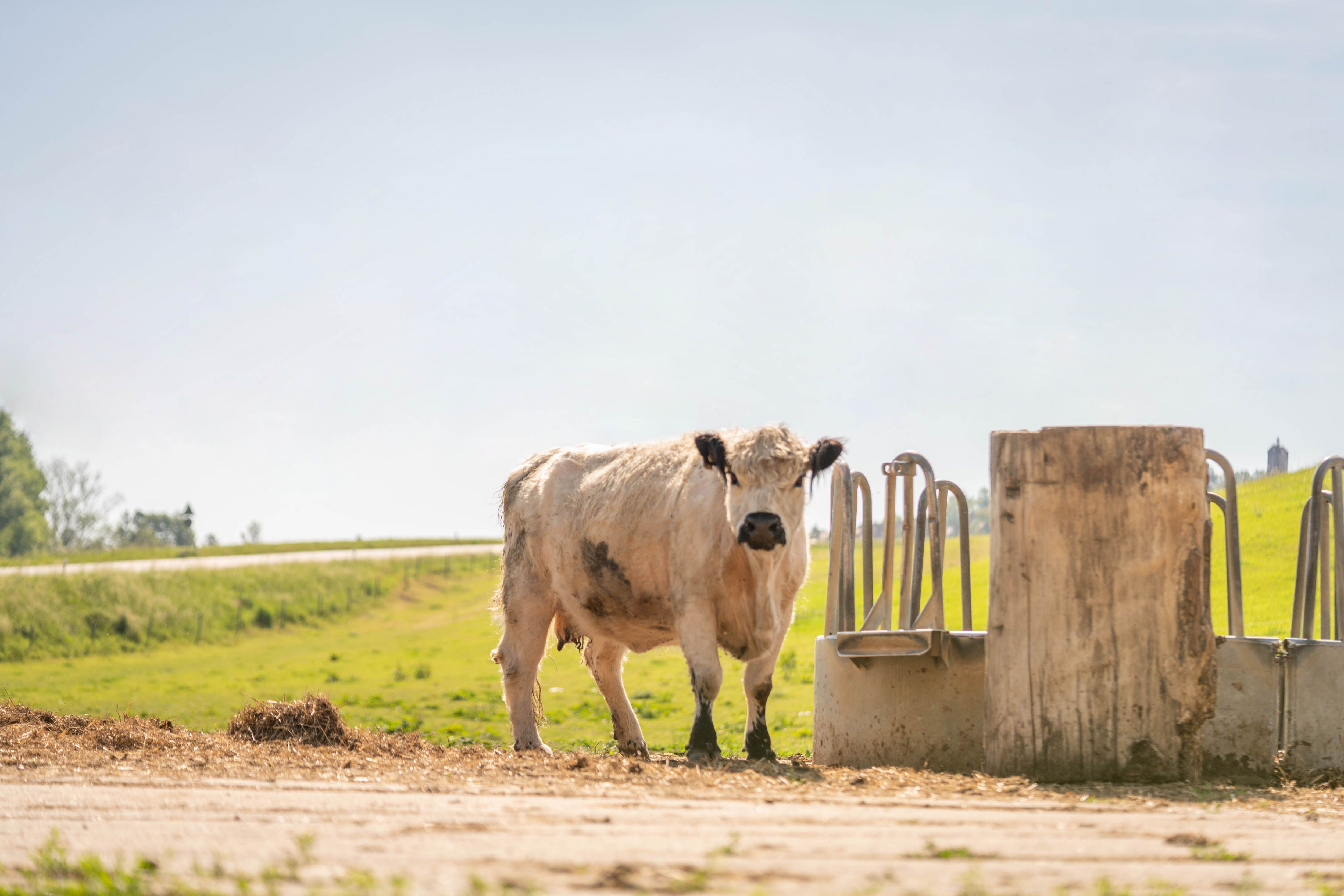 Galloway-Rinder vom Stolpener Landhof