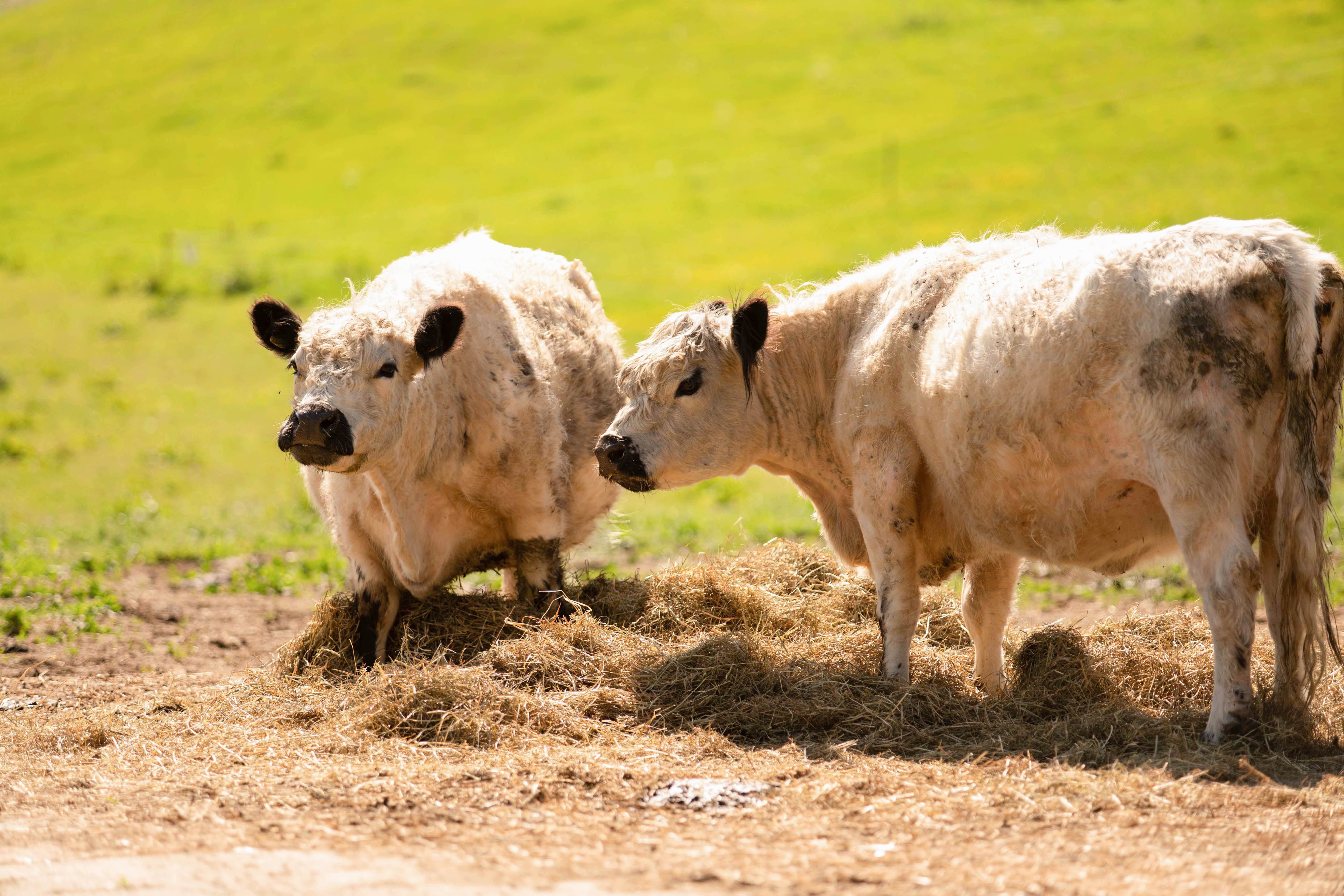 Galloway-Rinder vom Stolpener Landhof